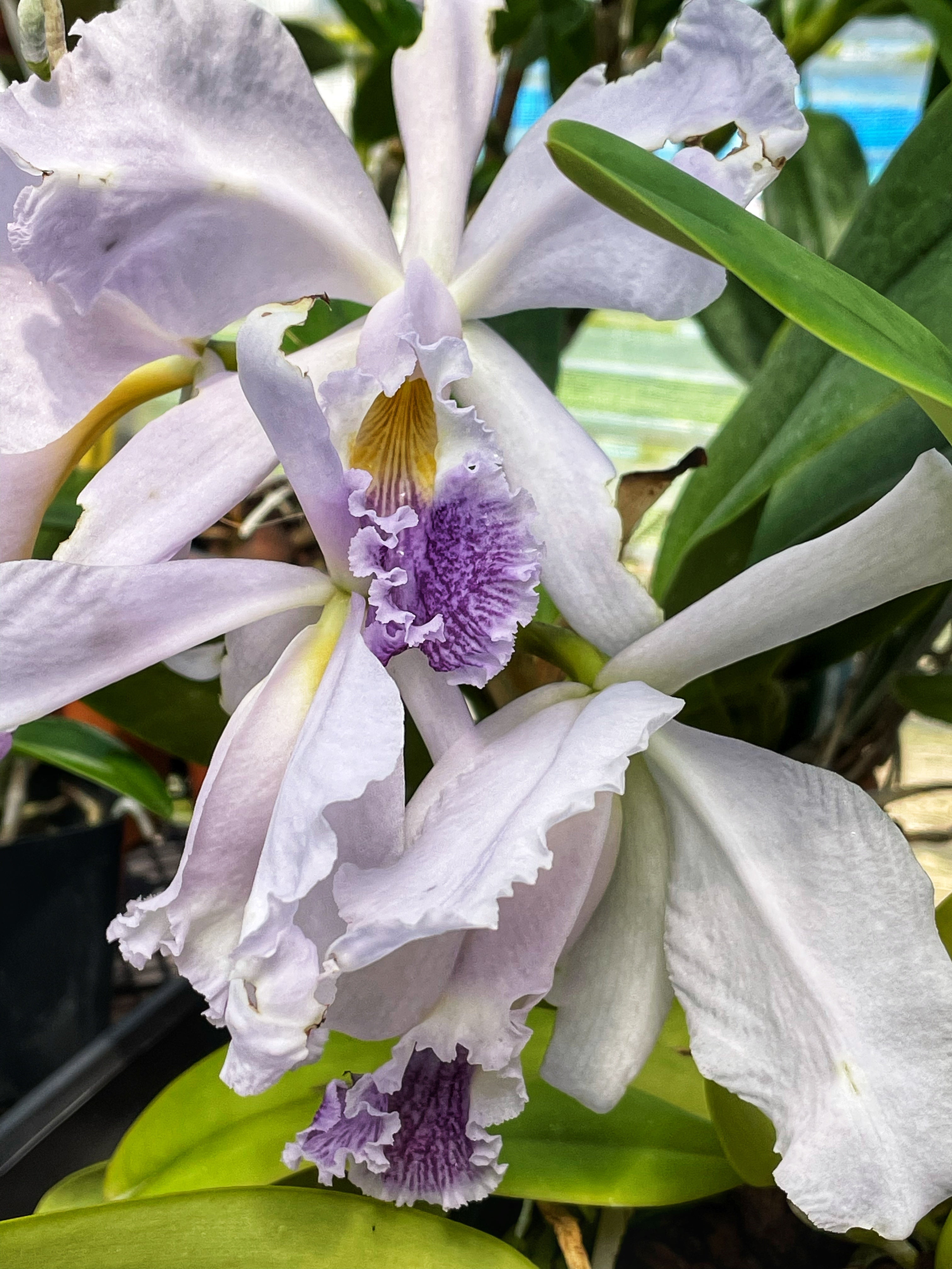 Cattleya Alliance Species – Tagged 