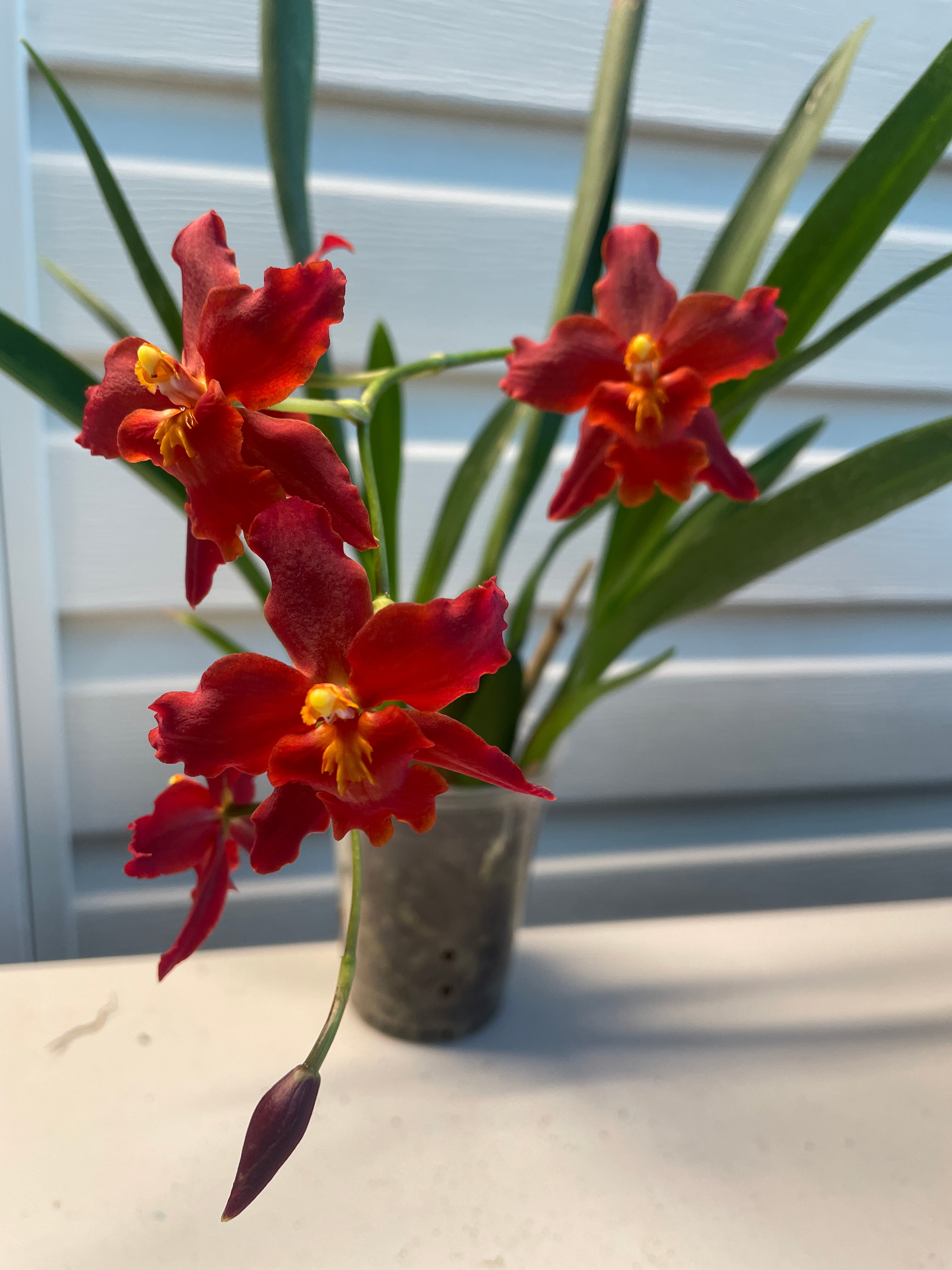 ビトリア　ペニー　3ブル　 1レッド　マルタ Wilsonara Space Mine 'Red Rendvous' (S) – Orchids by the Lake