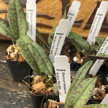 Load image into Gallery viewer, Psychopsis (Oncidium) Mendenhall ‘Hildos’ FCC/AOS (S)