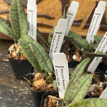 Load image into Gallery viewer, Psychopsis (Oncidium) Mendenhall ‘Hildos’ FCC/AOS (S)