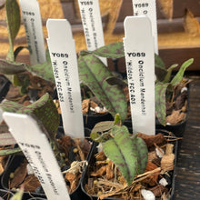 Load image into Gallery viewer, Psychopsis (Oncidium) Mendenhall ‘Hildos’ FCC/AOS (S)