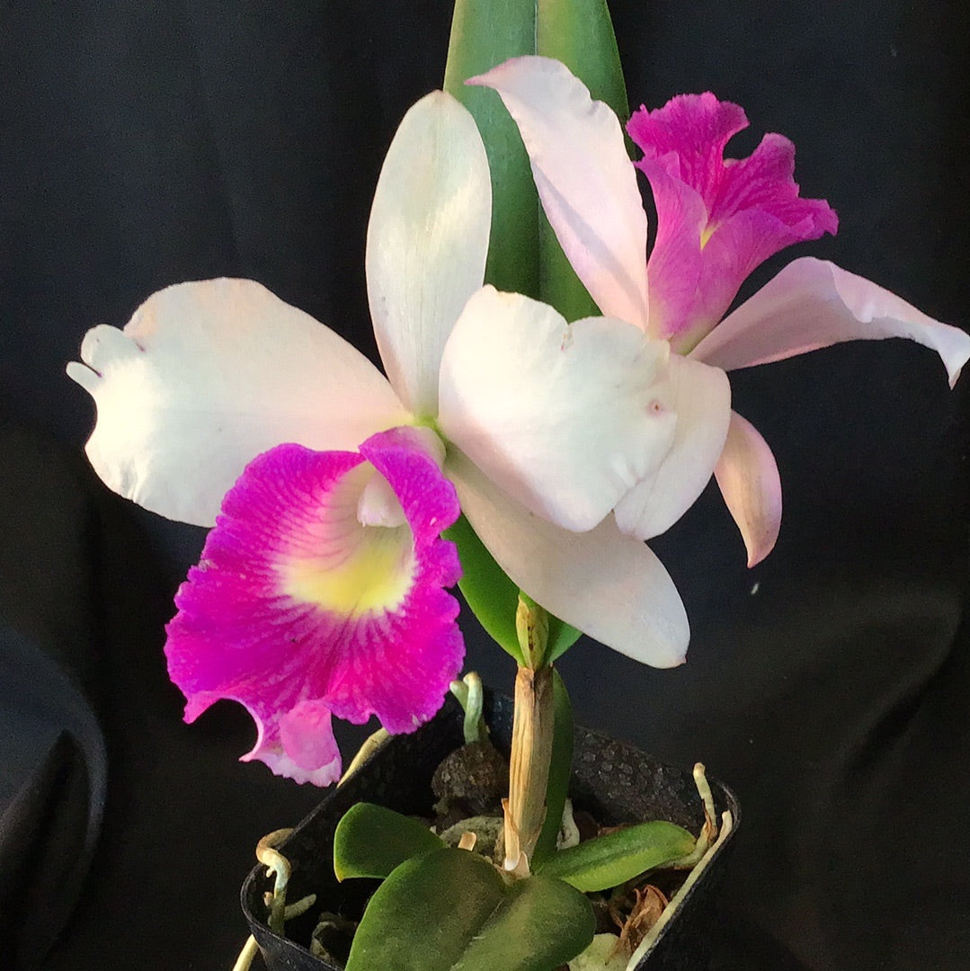 Lc. Aiea Lorraine ‘Paradise’ Orchids by the Lake