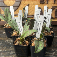 Load image into Gallery viewer, Psychopsis (Oncidium) Mendenhall ‘Hildos’ FCC/AOS (S)