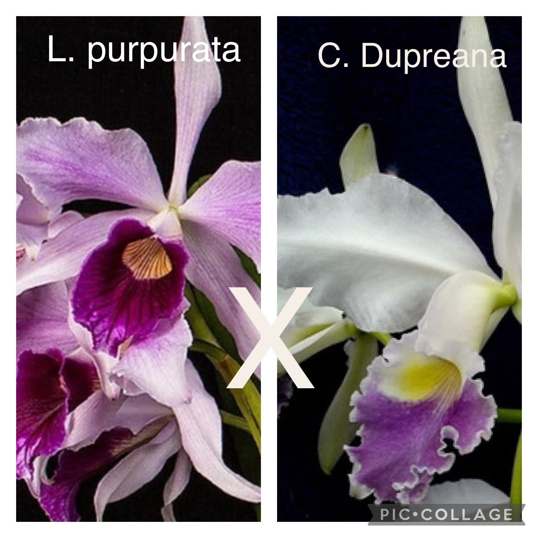L. purpurata x C. Dupreana v. coerulea (S) – Orchids by the Lake