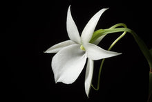 Load image into Gallery viewer, Angraecum leonis
