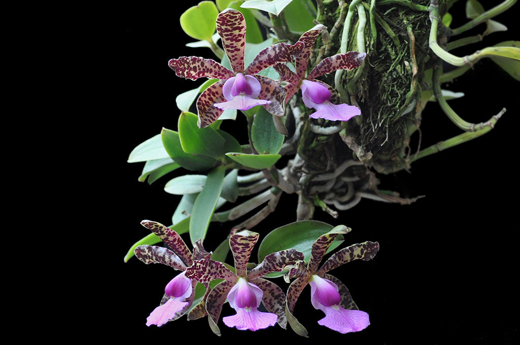 C. aclandiae (NBS) – Orchids by the Lake