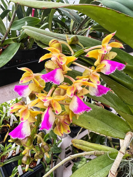 Watch our YouTube Live Stream to buy orchids!