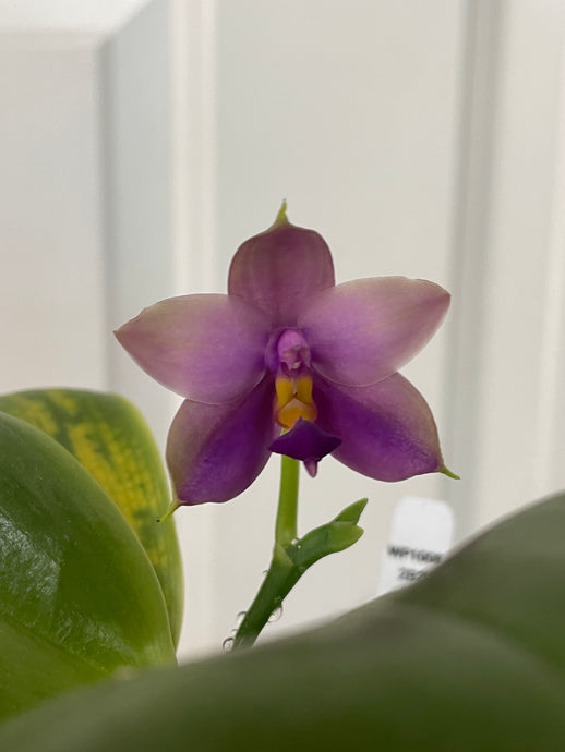Phal Pre-order and pay special!