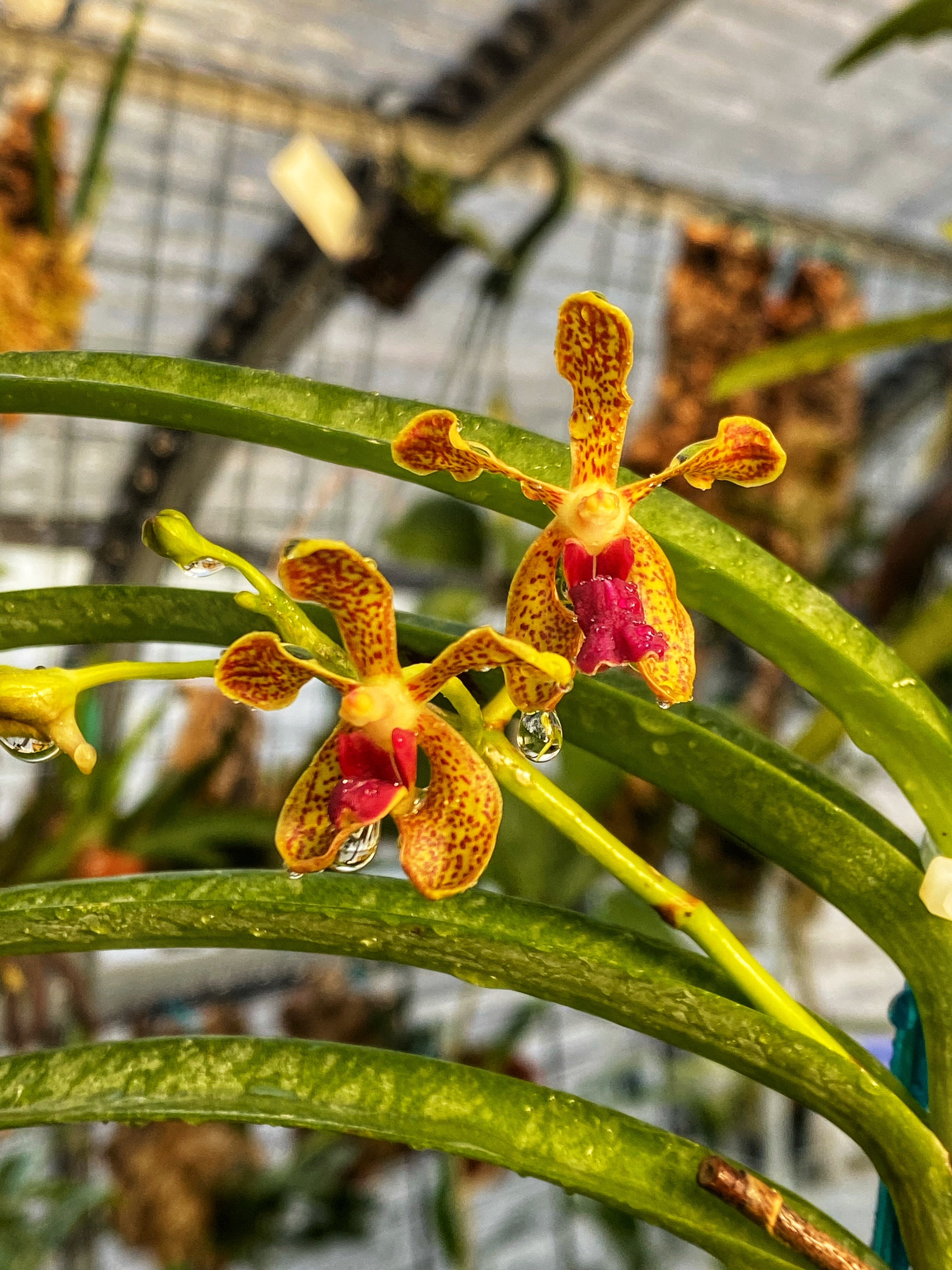Vandaceous Orchids by the Lake