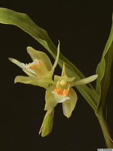 Load image into Gallery viewer, Coelogyne carinata
