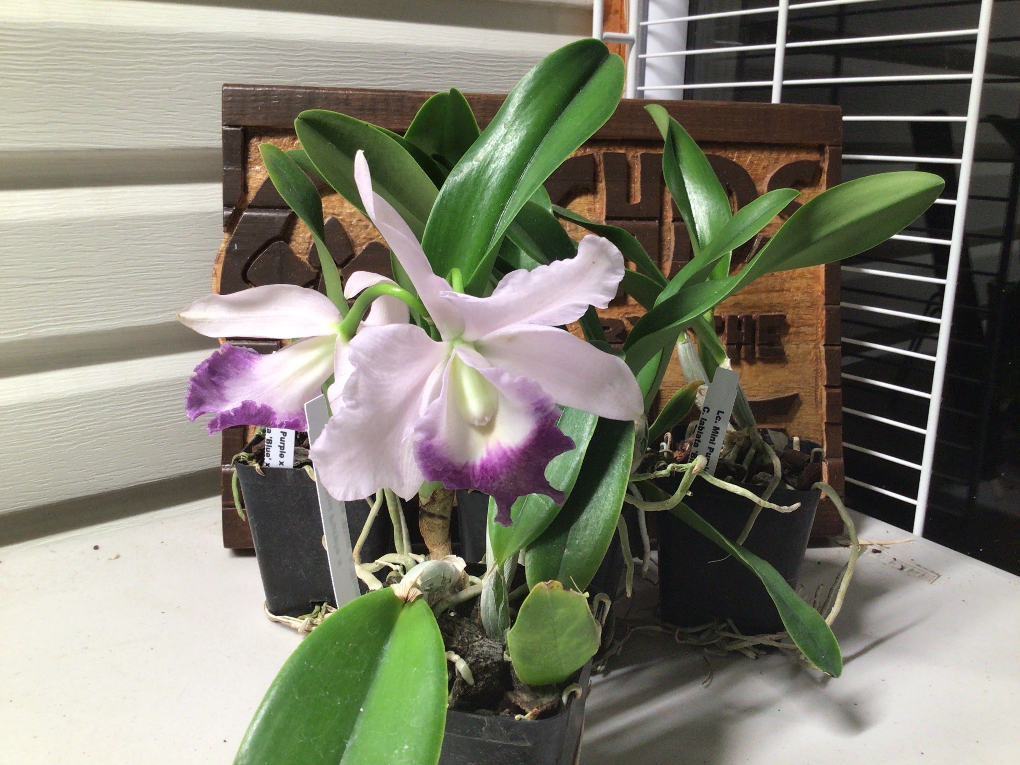 Lc. Mini Purple x C. labiata ‘Bleu x Blue’ – Orchids by the Lake