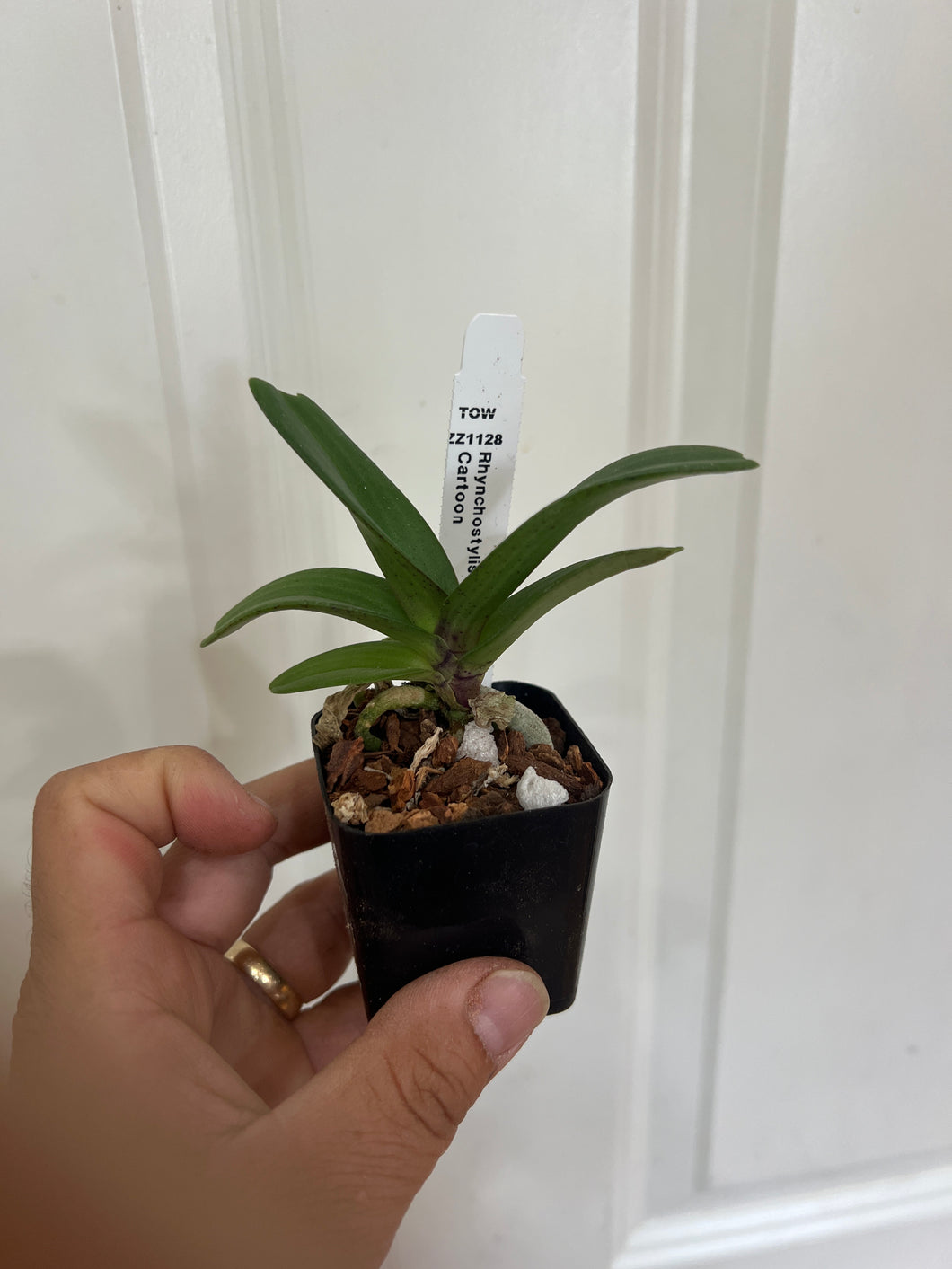 Rhynchostylis gigantea Cartoon (seedlings)