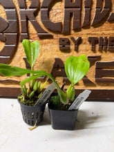 Load image into Gallery viewer, Coelogyne carinata
