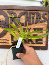 Load image into Gallery viewer, Aerides huttonii
