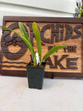 Load image into Gallery viewer, Laelia perrinii f. Coerulea
