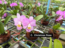 Load image into Gallery viewer, C. Christmas Rose
