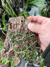 Load image into Gallery viewer, Epi. porpax (mounted)
