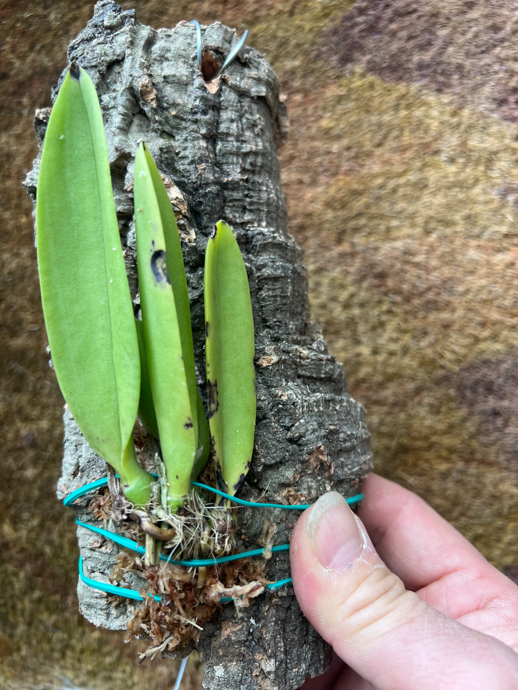 Tricocentrum lanceanum
