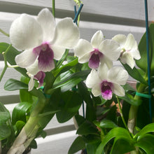 Load image into Gallery viewer, Dendrobium New Burana
