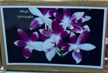 Load image into Gallery viewer, Phalaenopsis tetraspis
