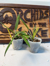 Load image into Gallery viewer, Prosthechea mariae
