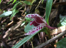 Load image into Gallery viewer, Preurothallis restrepoides
