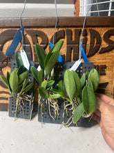 Load image into Gallery viewer, Cattleya Jairak Cute
