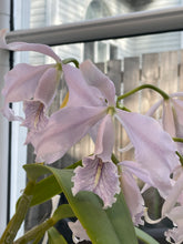 Load image into Gallery viewer, C. maxima
