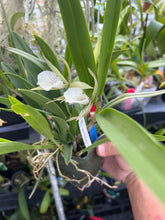 Load image into Gallery viewer, B. nodosa x Pro. radiata
