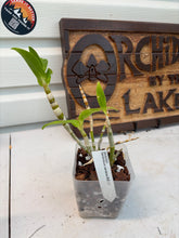 Load image into Gallery viewer, Dendrobium sanderae
