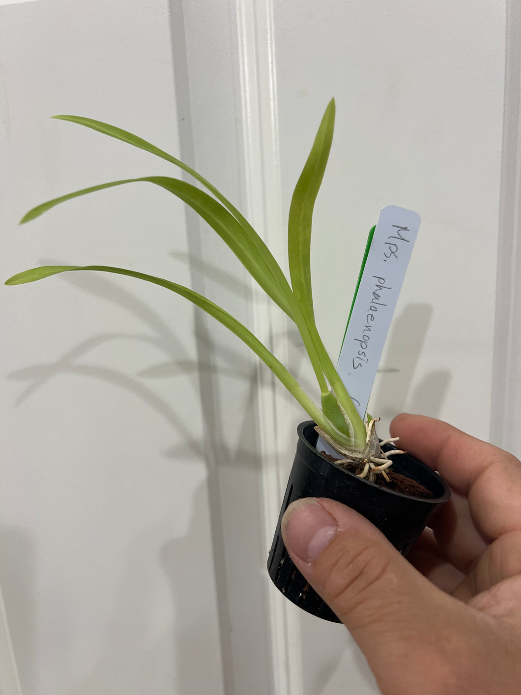 Miltoniopsis phalaenopsis