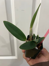 Load image into Gallery viewer, Rth. Fuchs Orange Nugget x C. walkeriana (s)
