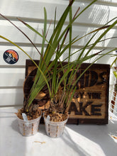 Load image into Gallery viewer, Cymbidium seidenfadenii
