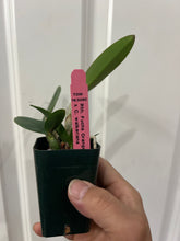 Load image into Gallery viewer, Rth. Fuchs Orange Nugget x C. walkeriana (s)
