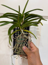 Load image into Gallery viewer, Vanda tessellata alba x vietnamica (Chao Praya Emerald)
