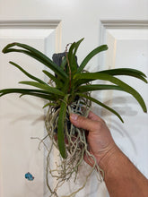 Load image into Gallery viewer, Vandachostylis Lou Sneary
