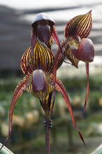 Load image into Gallery viewer, Paph. Wössner Black Wings
