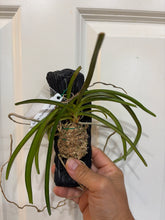 Load image into Gallery viewer, Aerides multiflora (affinis)
