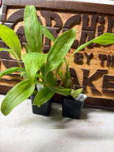 Load image into Gallery viewer, Coelogyne swaniana
