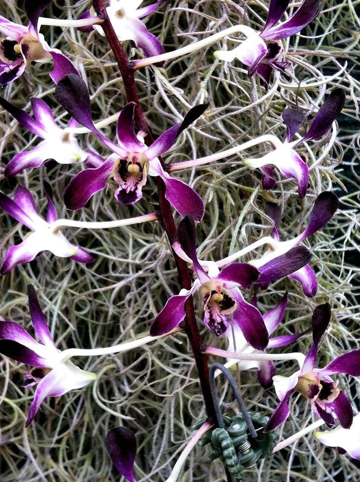 Den. Blue Twinkle
