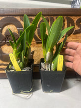 Load image into Gallery viewer, Epidendrum ciliare

