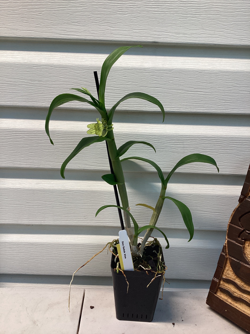 Den. Sakda Blue