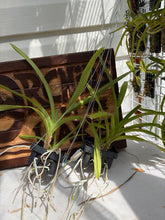 Load image into Gallery viewer, Vanda lombokensis
