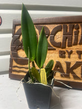 Load image into Gallery viewer, C. quadricolor (chocoensis)
