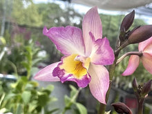 Load image into Gallery viewer, Iwanagara Appleblossom (S)
