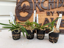 Load image into Gallery viewer, Vanda tessellata (s)
