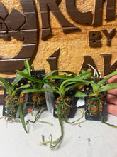 Load image into Gallery viewer, Vanda ampullacea ‘aurantiaca’
