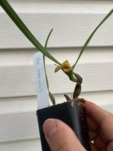 Load image into Gallery viewer, Maxillaria costaricensis
