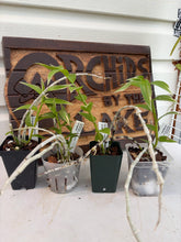 Load image into Gallery viewer, Den. aphyllum variegated
