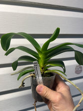 Load image into Gallery viewer, Rhynchonopsis Dragon Charmy
